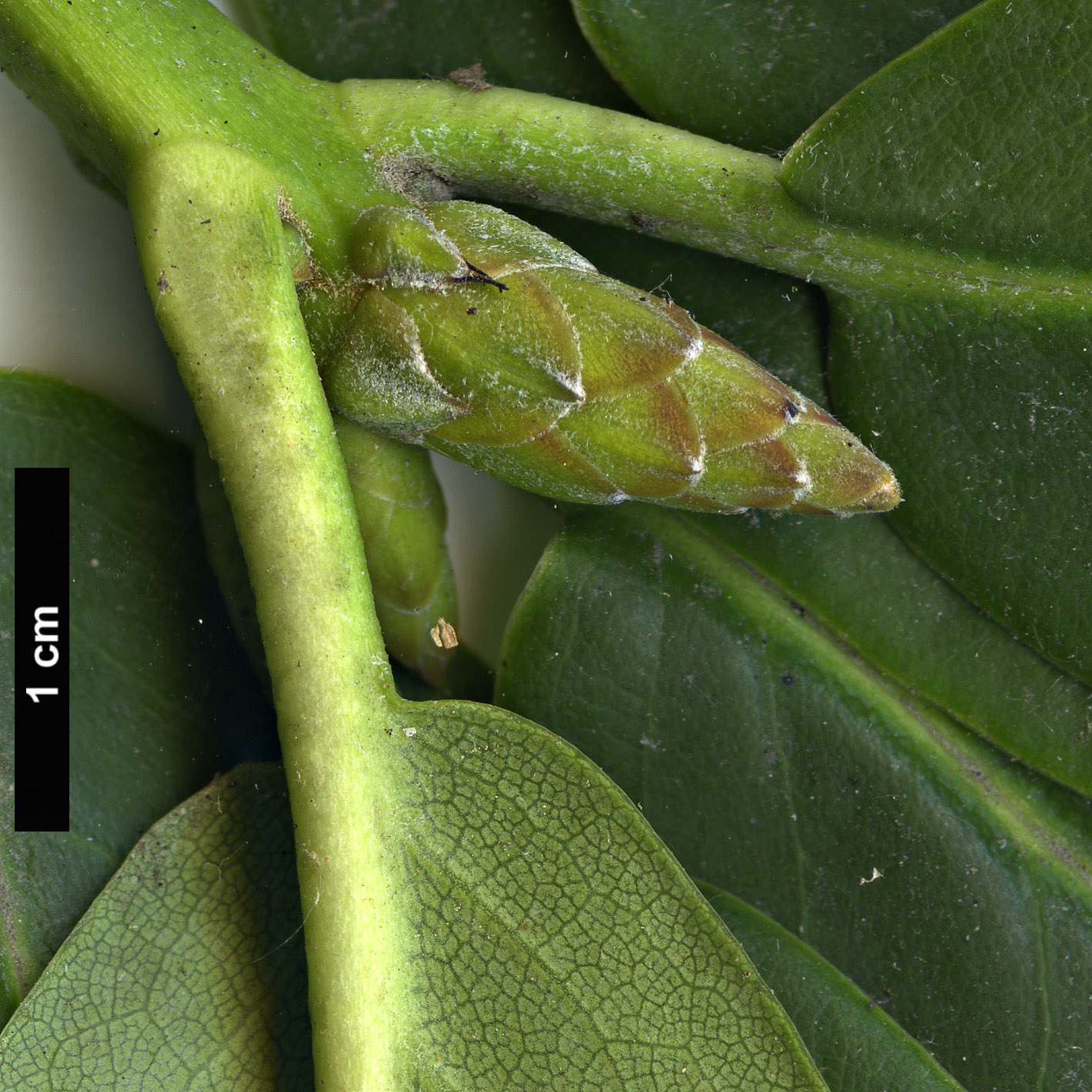 High resolution image: Family: Ericaceae - Genus: Rhododendron - Taxon: brachycarpum - SpeciesSub: subsp. fauriei